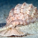 shell_li_h_0705_png2098.jpg